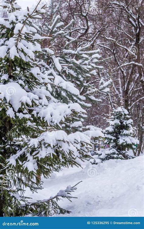 Winter Forest Snow Covered Fir Trees Snowdrifts Stock Image Image Of