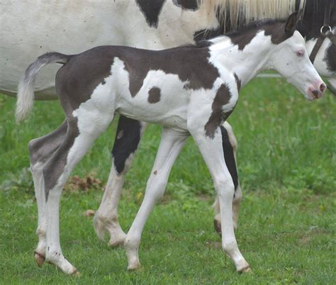 Blue Roan Paint Baby Horse Markings Baby Horses Horse Inspiration