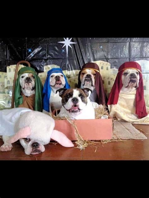 Christmas Humor Dogs Doing The Nativity Scene The Lamb Looks Rather