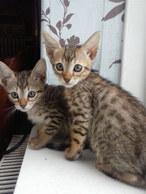 serengeti cat info temperament care training pictures cat breed selector