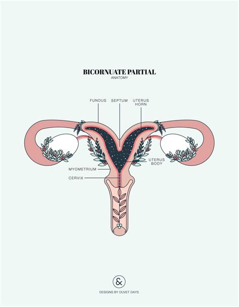 anatomía femenina real examen visual de la vulva y las áreas pélvicas my xxx hot girl