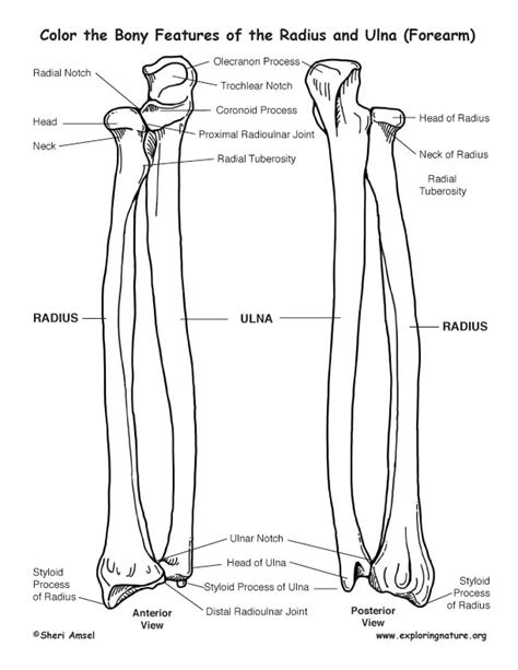 Anatomy Humerus Sketch Ulna Radius Bones Coloring Skeletal Diagram Bone