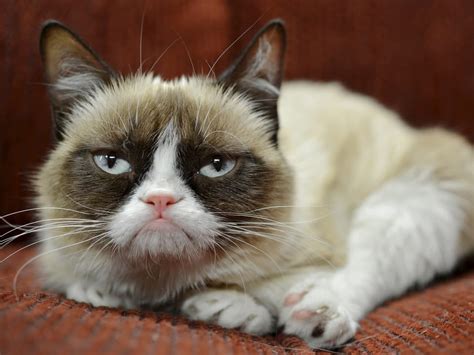 Panorama Grumpy Cat Miese Laune Auf Dem Roten Teppich News Srf