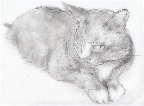 Cat Laying Down Drawing By Jeffrey Yount Saatchi Art