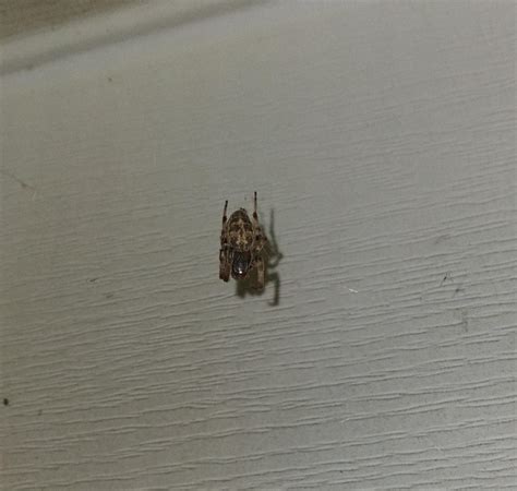 What Is This Spider Rwhatisthisbug