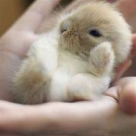 Smallest Little Baby Bunny In The World Totally The