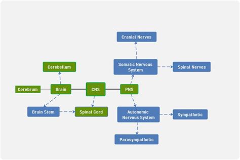 Components Of Nervous System Concept Map Mind Map Edrawmind The Best