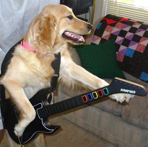 10 Guitar Playing Animals