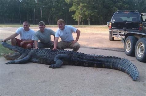 Photo Record Breaking Alligator Caught In Ms