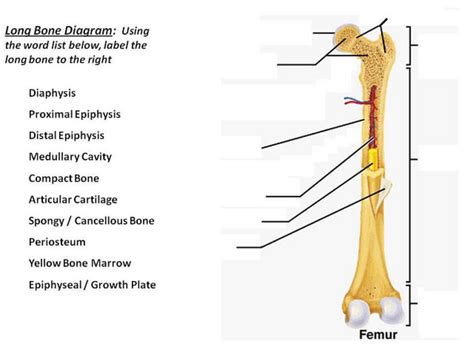 Long Bone Labeled Epiphysis Fracture Education Anatomic Differences