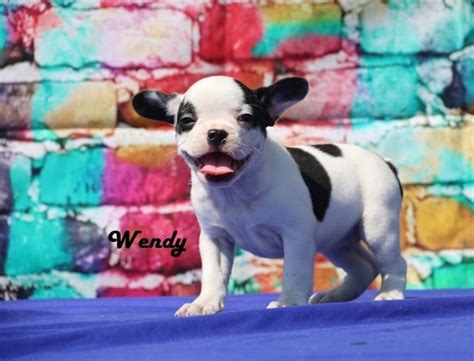 Black and white male and female really sweet puppies ckc papers photos and contact info on advertigo website. French Bulldog Puppies For Sale | Panama City Beach, FL ...