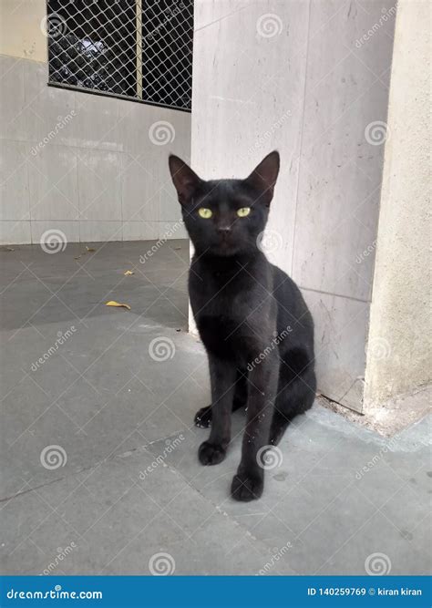 Black Cat Stock Image Image Of Looking Black White 140259769