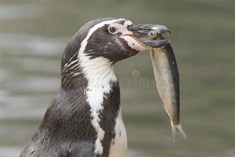 Penguin Is Eating A Large Fish Stock Photos Image 27869483