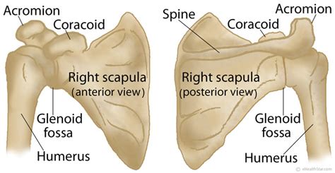 Bone that connects the humerus (upper arm bone) with the clavicle (collar bone). Scapula (Shoulder Blade) Anatomy, Muscles, Location ...