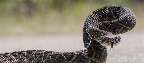 Flüchtlinge Magenschmerzen Offenlegen western diamondback rattlesnake