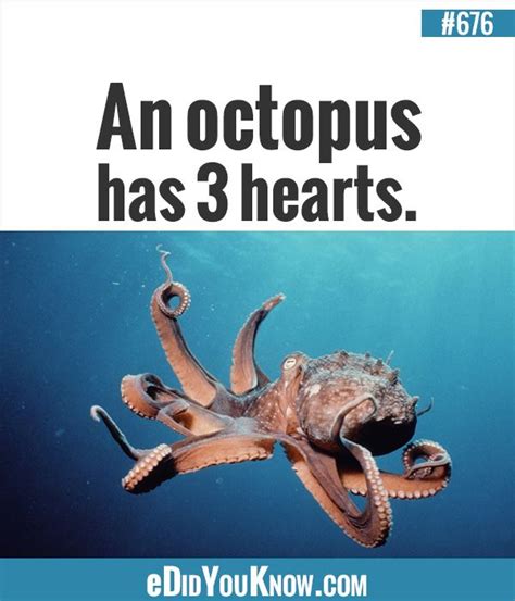 An Octopus Has 3 Hearts More Fun Facts For Kids