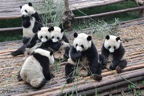 Panda Pandas Panda Meeting Of The Minds Panda Love Panda Bear