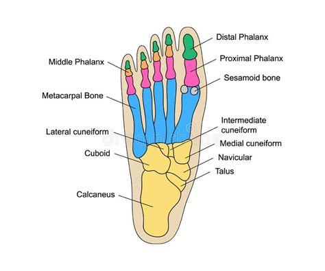 Human Foot Bones Anatomy With Descriptions Educational Diagram Of