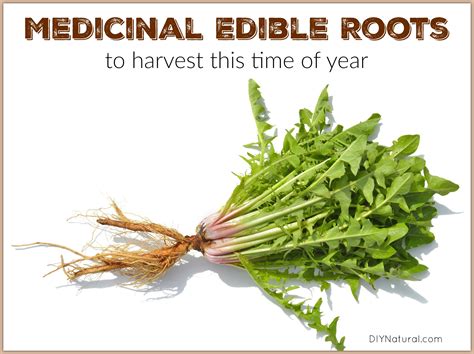 Edible Roots To Harvest In Fall And Winter For Medicinal Use