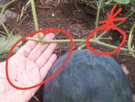 In a ripe melon, the bottom of the fruit, where it sits on the ground, turns from light green to a yellowish color. Sugar Baby Watermelon Ripeness