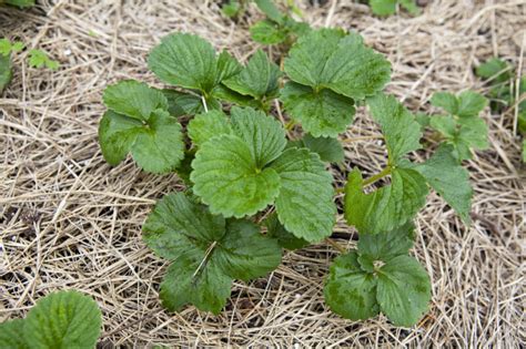 Help Identify Weed