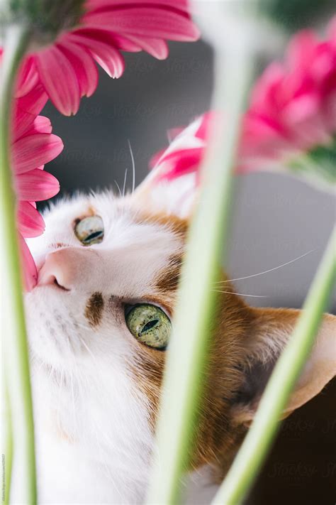 Cat Is Smelling Flowers Del Colaborador De Stocksy Studio Serra