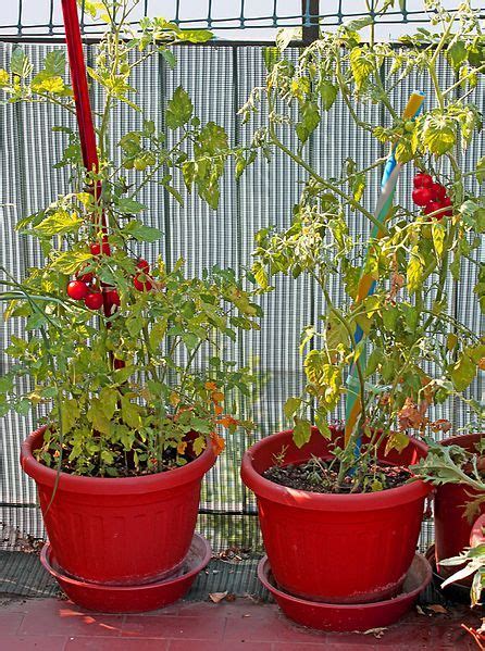 The 5 Best Ways To Stake Tomatoes Tips For Growing Tomatoes Types Of