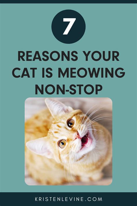 Why Is My Cat Meowing So Much Here Are 9 Reasons Artofit