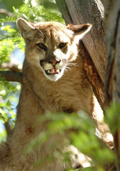 Trail Runner Who Choked Colorado Cougar To Death Used Hands Feet