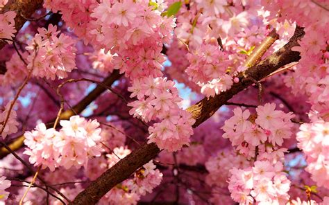 Cherry Blossom Wallpapers Wallpaper Cave