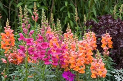 15 Fall Blooming Annuals You Must Plant