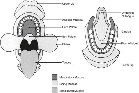 Oral Mucosa In Health And Disease Semantic Scholar