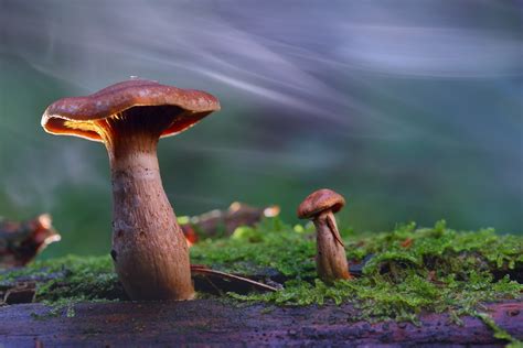 The Ultimate Guide To Identifying Magic Mushrooms Mush Love Genetics