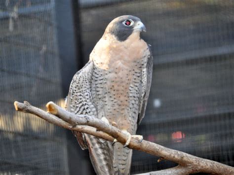Falco Peregrinus Anatum American Peregrine Falcon In The Living