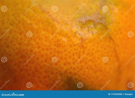 Closeup Fresh And Healthy Orange Fruit Skin Detail Stock Photo Image