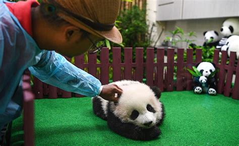 Four Month Old Panda Cub Makes First Public Appearance At Malaysia Zoo