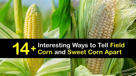 Differences Between Field Corn And Sweet Corn Corn Varieties