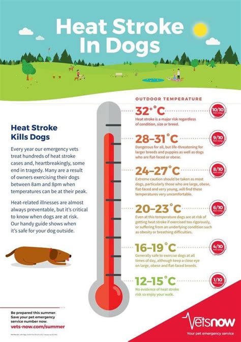 Heat Stressheat Stroke And Your Dog Brambleberry Greyhounds