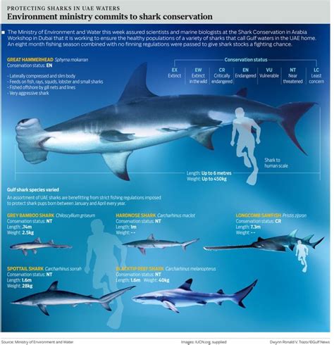 83 Best Images About Sharks Facts On Pinterest