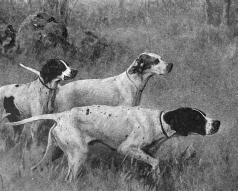 Developing The English Pointer From The Spanish Pointer History Of Dogs