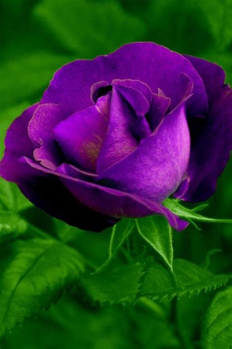 Rare Flowers Beautiful Rose Flowers Pretty Roses Love Rose Purple