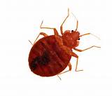 Pictures of Bed Bug Control Pesticides