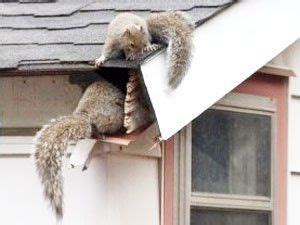 Squirrels need space to nest, so a cozy corner in an air vent is a perfect spot to start a family. How to Get Rid of Squirrels in the Attic? Top Ways to ...