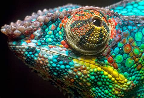 We Now Know How Chameleons Change Color Video Shield Spirit