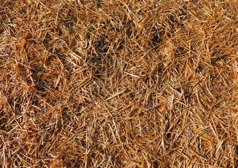 Background Of Straw And Dry Hay Stock Photo Image Of Barley Farming