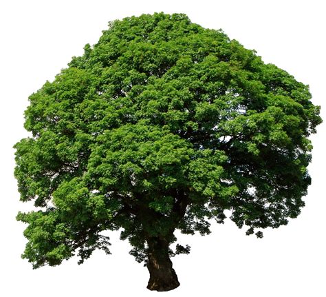 Tree Isolated On White Free Stock Photo Public Domain Pictures