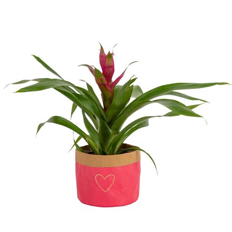 Buy Costa Farms Bromeliad Live Live Indoor Flowering House Potted