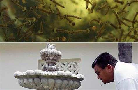 How to get rid of mosquitoes in your backyard—and keep them away. How to stop mosquitoes from breeding in my fountain ...