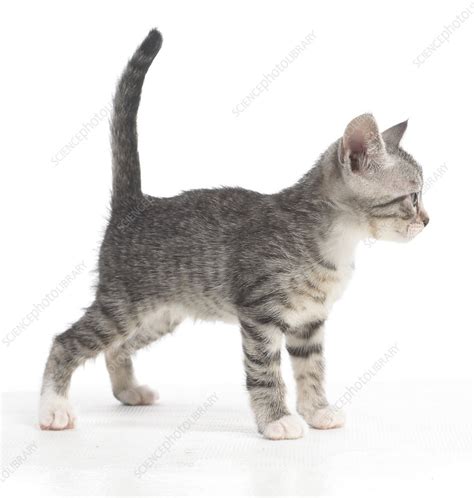 Kittens At 5 Weeks Old Stock Image C0513335 Science Photo Library