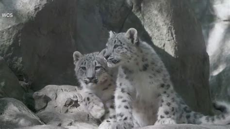 Snow Leopard Cubs Make Bronx Zoo Debut